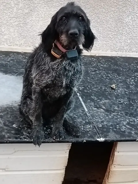 chienne lost   30210 Pouzilhac Nala