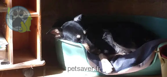 Chienne Perdue 30 Gard - Noelle Chienne Perdue 30 Gard - Noelle