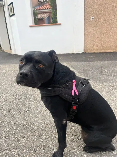 chienne perdue Nîmes Daisy chienne lost Nîmes Daisy