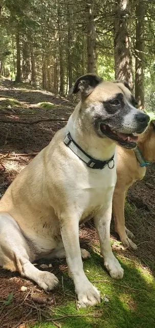 chienne lost    Nîmes Muffin