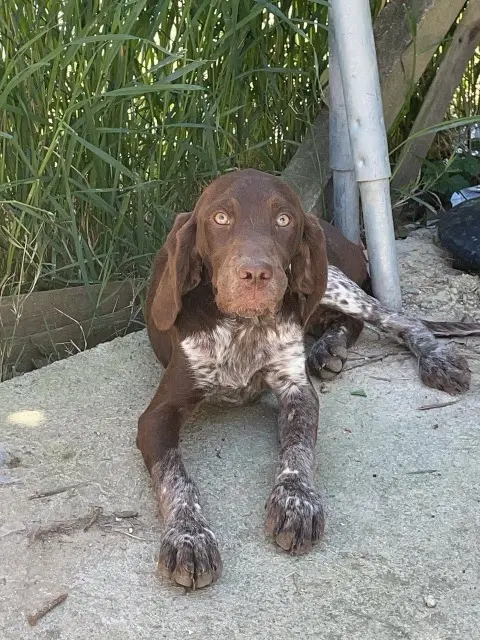 chienne lost   30360 Ners Poupoune