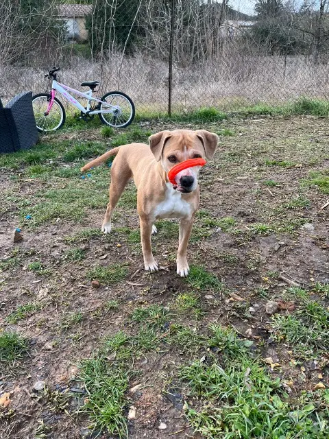 chienne lost   30160 Robiac-Rochessadoule Gaïa