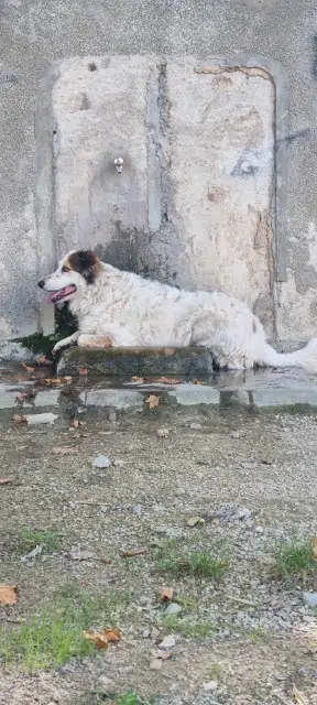 chienne lost   30620 Bernis Roxa