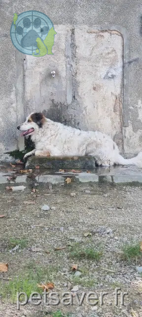dog lost 30620 Bernis Roxa dog lost 30620 Bernis Roxa
