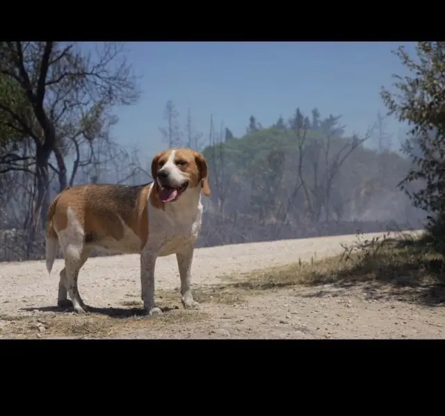 chienne lost   30600 Vauvert Roxy