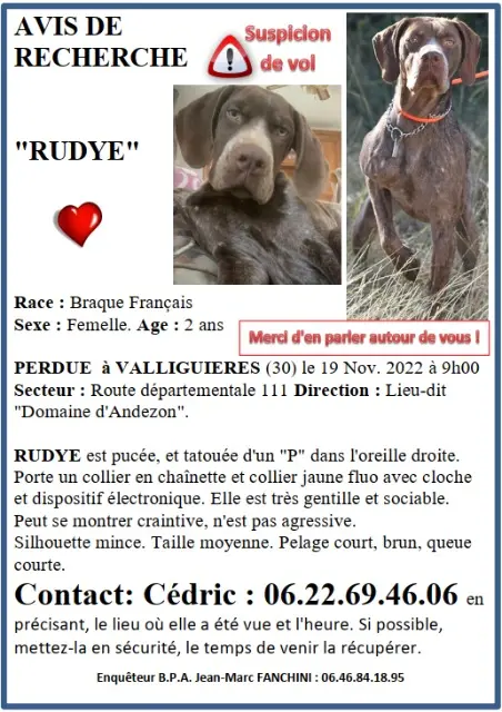 chienne lost   30390 Estézargues Rudye