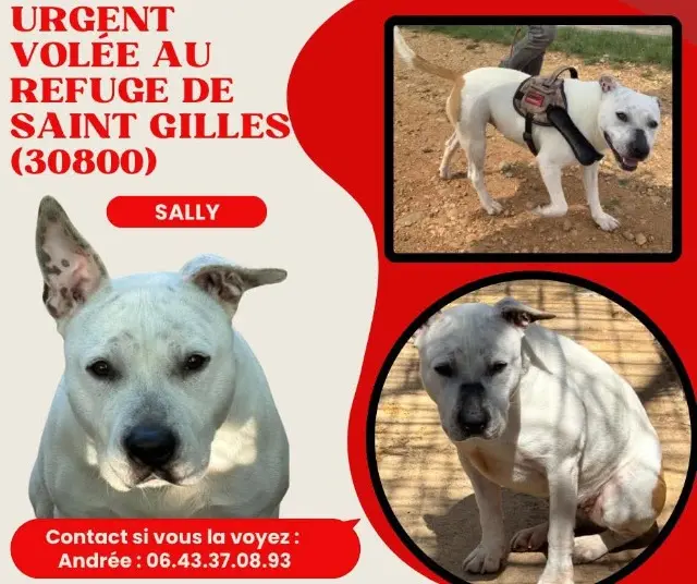 chienne lost   30800 Saint-Gilles Sally