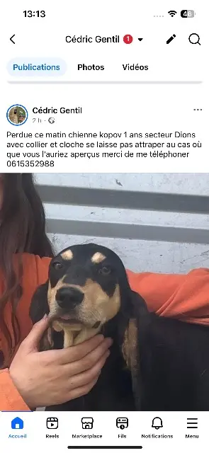 chienne lost   30190 Dions Vaya