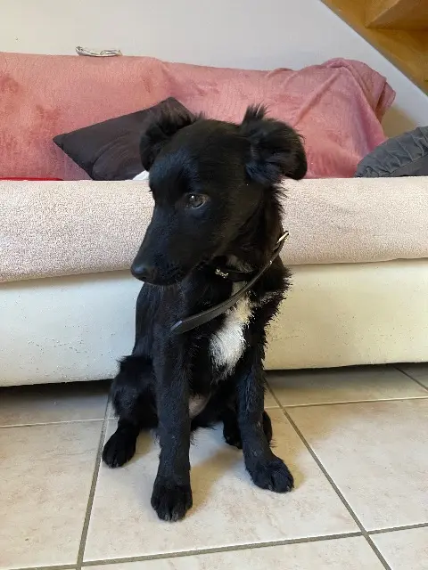 chienne lost   30340 Méjannes-lès-Alès Vaïka