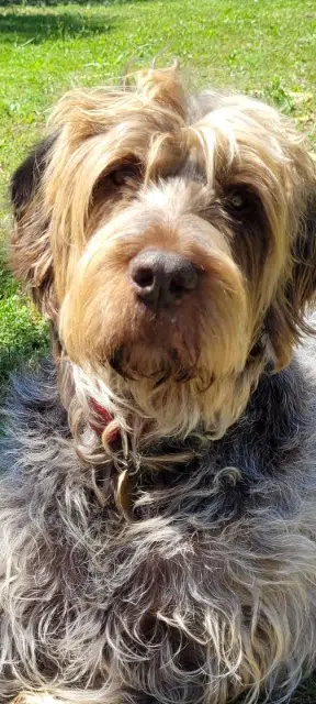 chienne lost   30129 Manduel Woopy