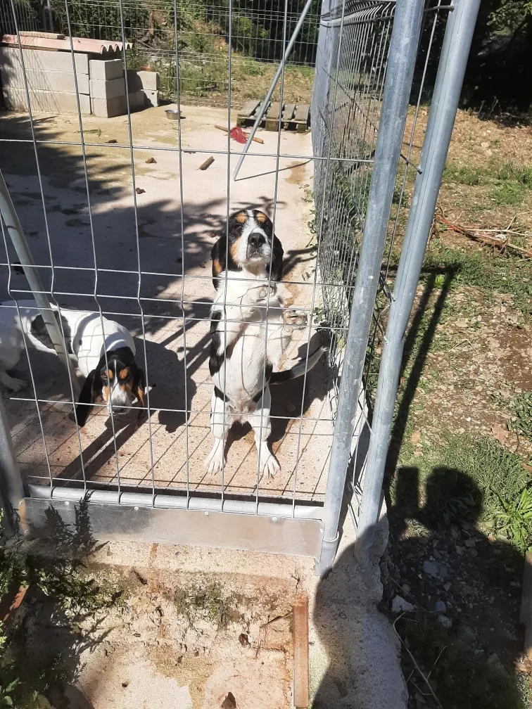 Chienne Perdue 30 Gard Chienne Perdue 30 Gard