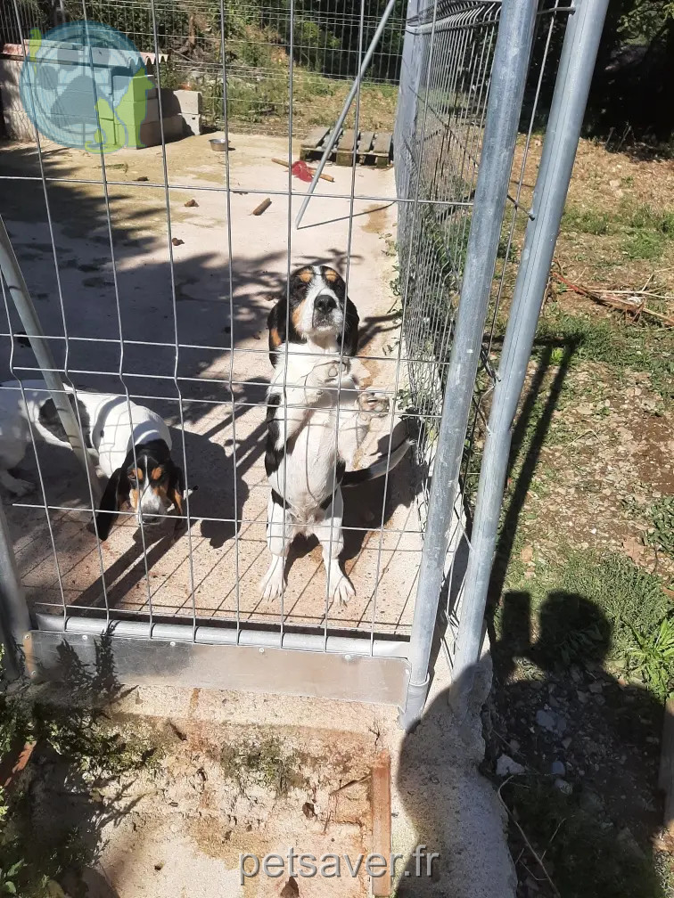 Chienne Perdue 30 Gard Chienne Perdue 30 Gard