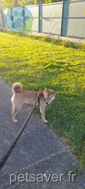 chienne lost   31470 Fontenilles Aria