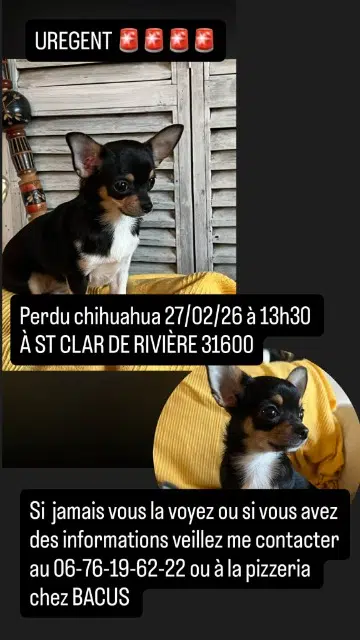 chienne lost   31600 Saint-Clar-de-Rivière Ashley