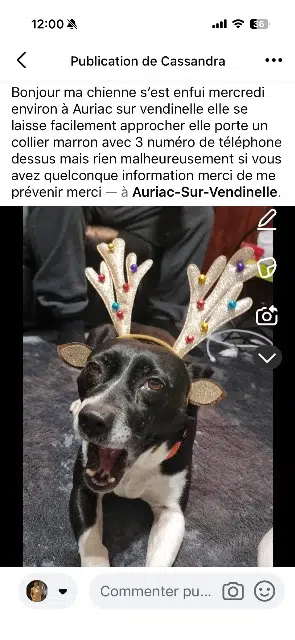 chienne lost   31460 Auriac-sur-Vendinelle Daisy