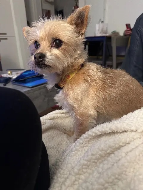 chienne lost   31620 Castelnau-d'Estrétefonds Dipsy