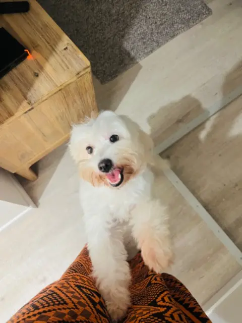 chienne lost   31700 Blagnac Enjoy