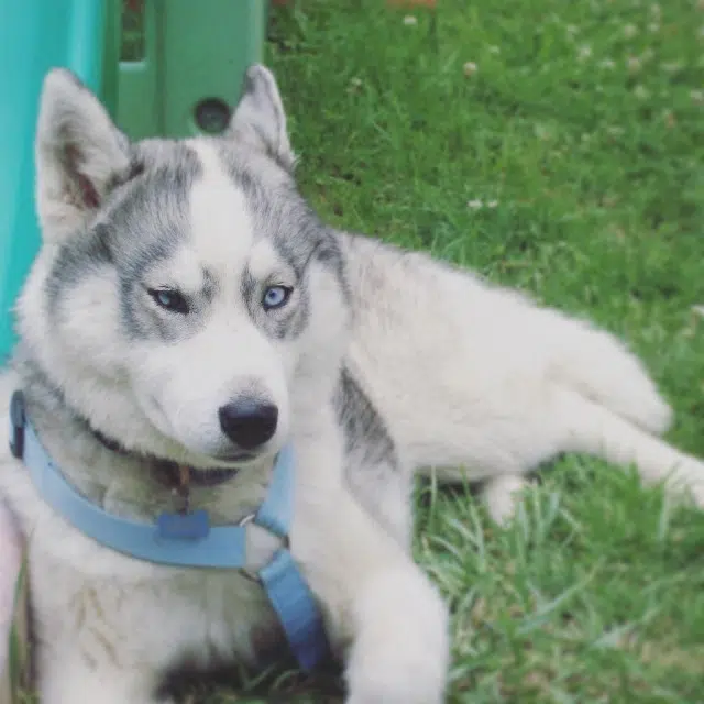 chienne lost   31840 Aussonne Gaïa