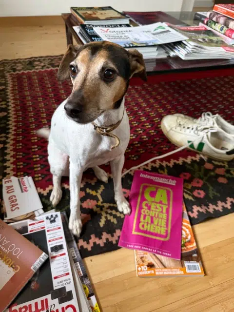 chienne lost   31230 L'Isle-en-Dodon Georgie