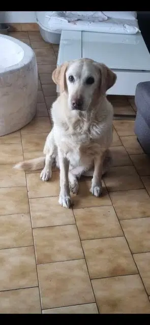 chienne lost   31250 Revel Ice