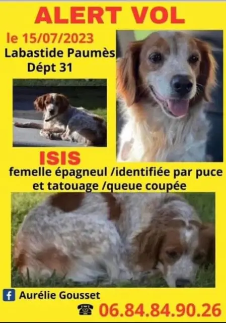 chienne lost   31430 Sénarens Isis
