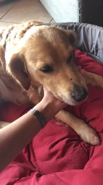 chienne lost   31510 Ore Izzy