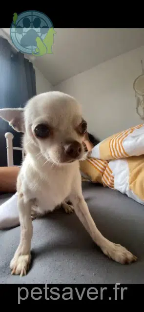 chienne lost   31250 Revel Jewels