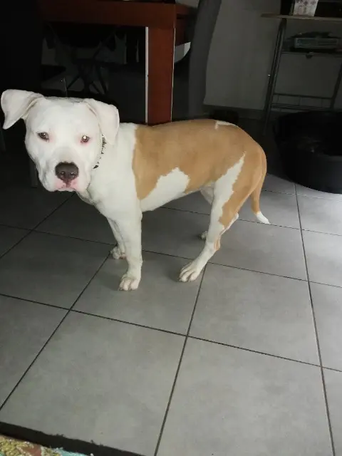 chienne lost   31860 Labarthe-sur-Lèze Layka