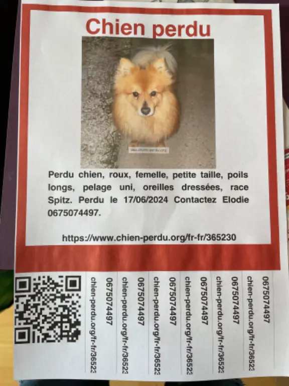 Chienne Perdue 31 Haute-Garonne - Lily Chienne Perdue 31 Haute-Garonne - Lily