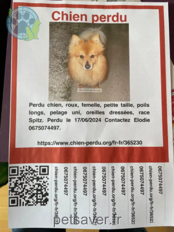 Chienne Perdue 31 Haute-Garonne - Lily Chienne Perdue 31 Haute-Garonne - Lily