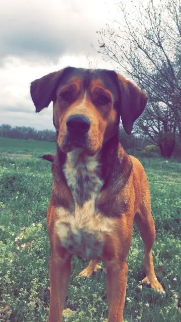 chienne lost   31470 Sainte-Foy-de-Peyrolières Madiba