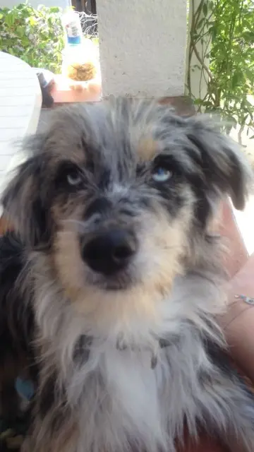 chienne lost   31360 Saint-Martory Malou