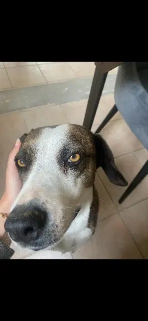 chienne lost   31700 Cornebarrieu Mango