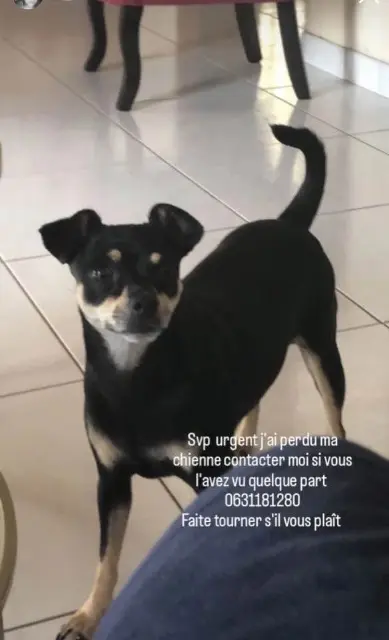 chienne lost   31150 Fenouillet Nala