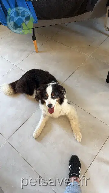 chienne lost   31370 Sabonnères Nayou