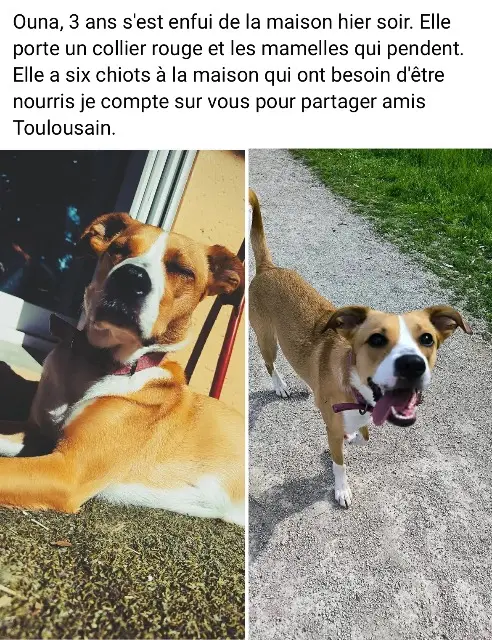 dog lost   31140 Aucamville Ouna