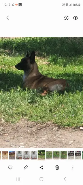 chienne lost   31330 Grenade Pearl