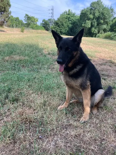 chienne lost   31140 Aucamville Ruby