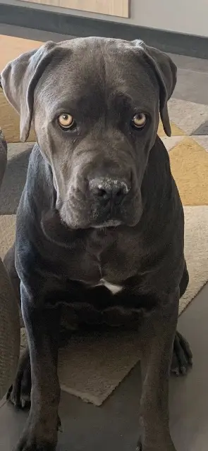 chienne lost   31620 Villeneuve-lès-Bouloc Sally