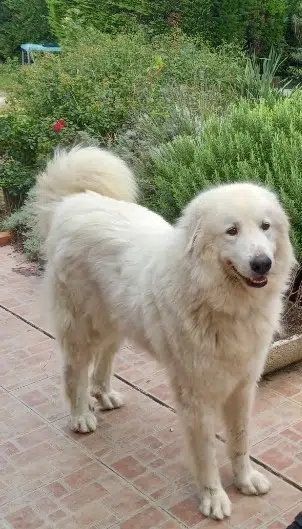 chienne lost   31290 Lagarde Sansa