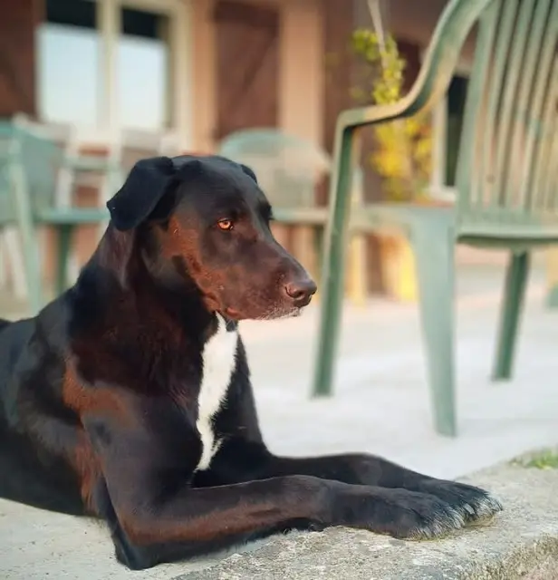 chienne lost   31470 Bragayrac Saphi