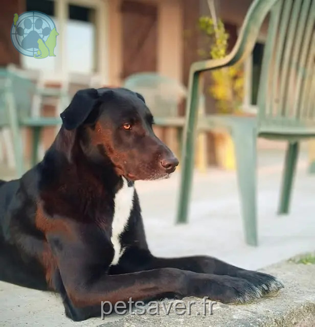 cadela perdida 31470 Bragayrac Saphi cadela lost 31470 Bragayrac Saphi