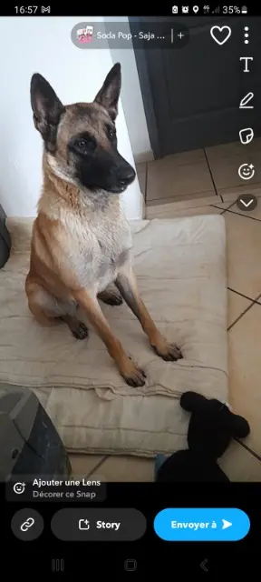 chienne lost   31410 Lavernose-Lacasse Sheila