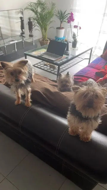 chienne lost   31860 Labarthe-sur-Lèze Simba