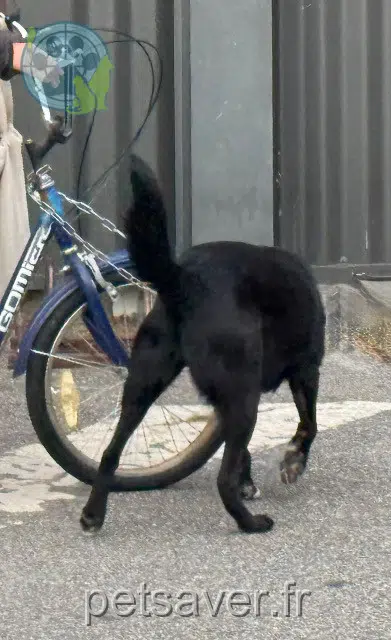 chienne lost 31390 Carbonne Taro