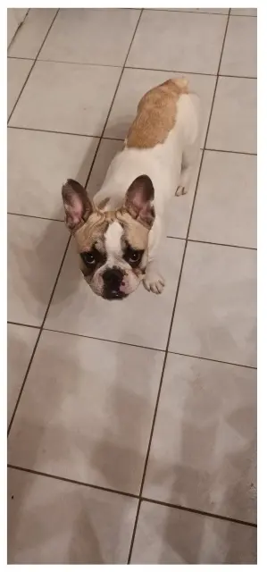 chienne lost   31570 Lanta Tartine