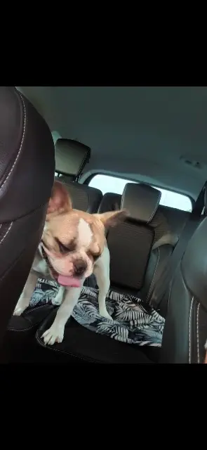 dog lost   31570 Lanta Tartine