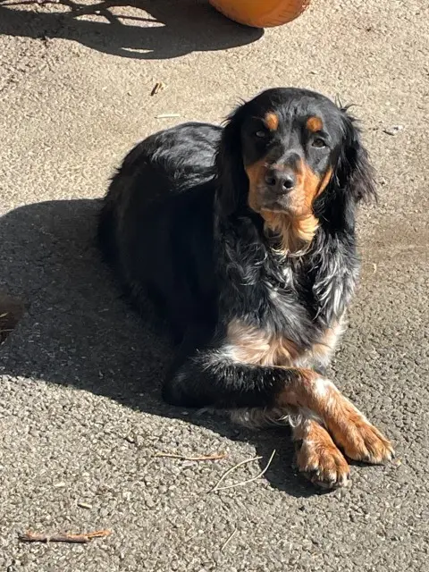 chienne lost   31600 Seysses Tess