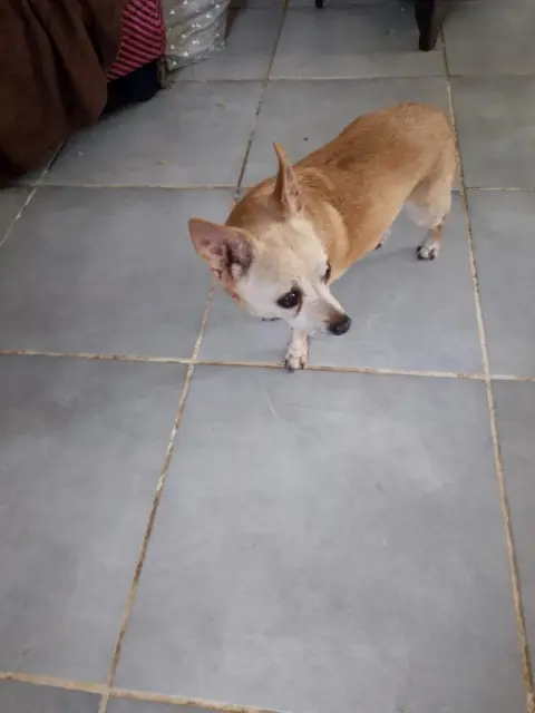 chienne lost   31550 Marliac Tina
