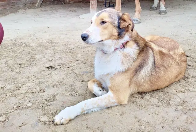 chienne lost   31370 Poucharramet Torvi